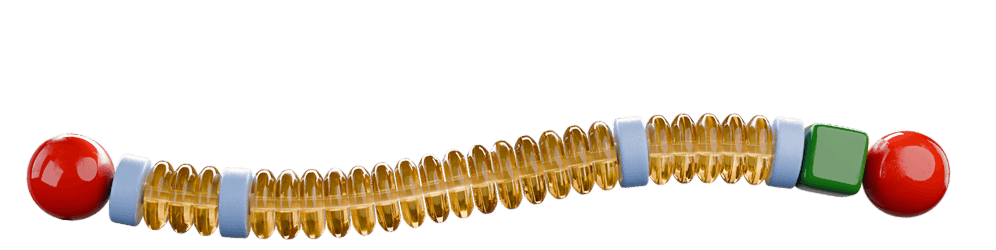 Simplified illustration of a dystrophin protein structure, showing a long, flexible chain with elongated bead-like segments, colored domains and rounded ends.