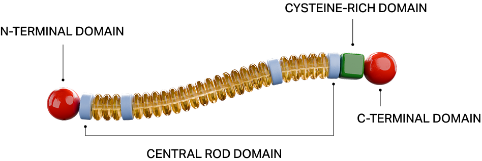 Simplified illustration of a dystrophin protein structure, showing a long, flexible chain with elongated bead-like segments, colored domains and rounded ends.