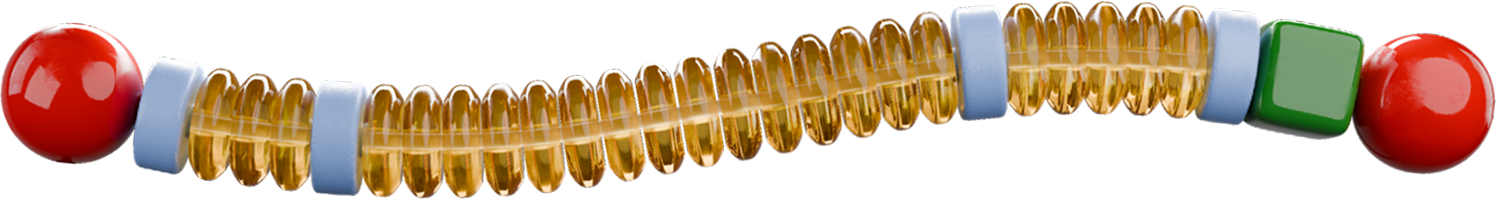 Simplified illustration of a dystrophin protein structure, showing a long, flexible chain with elongated bead-like segments, colored domains and rounded ends.
