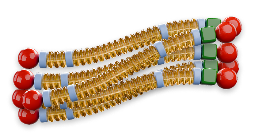 Illustration of multiple dystrophin protein strands aligned in parallel, each showing elongated bead-like segments with colored domains and rounded ends