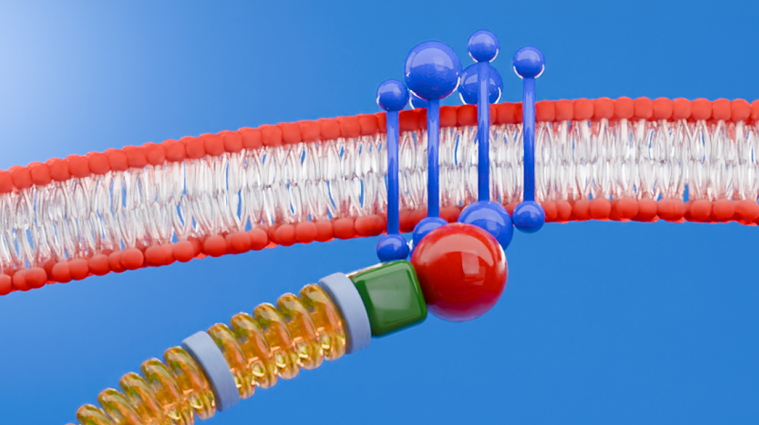 Scientific illustration of a dystrophin protein connecting muscle cell structures at the membrane, highlighting its role in maintaining muscle integrity.